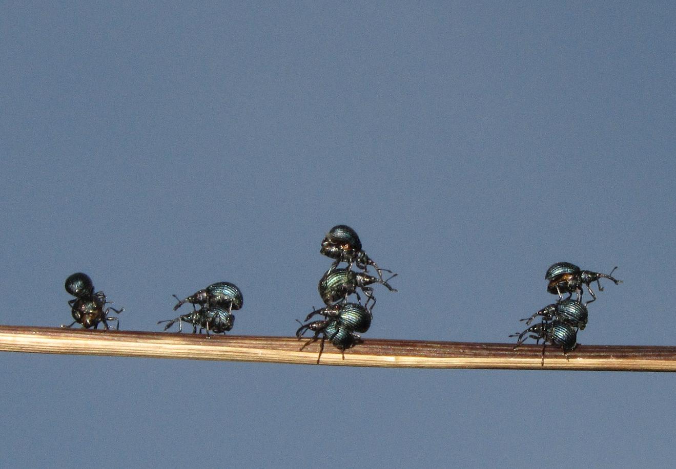 Holotrichapion pisi (Apionidae): accoppiamento multiplo