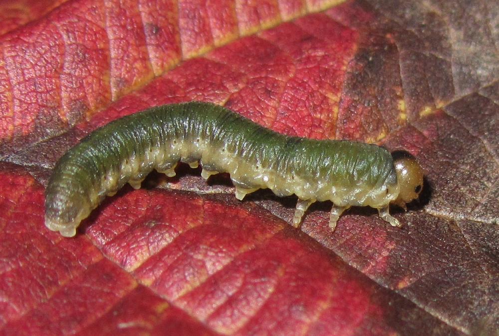 Larva di Tenthredinidae