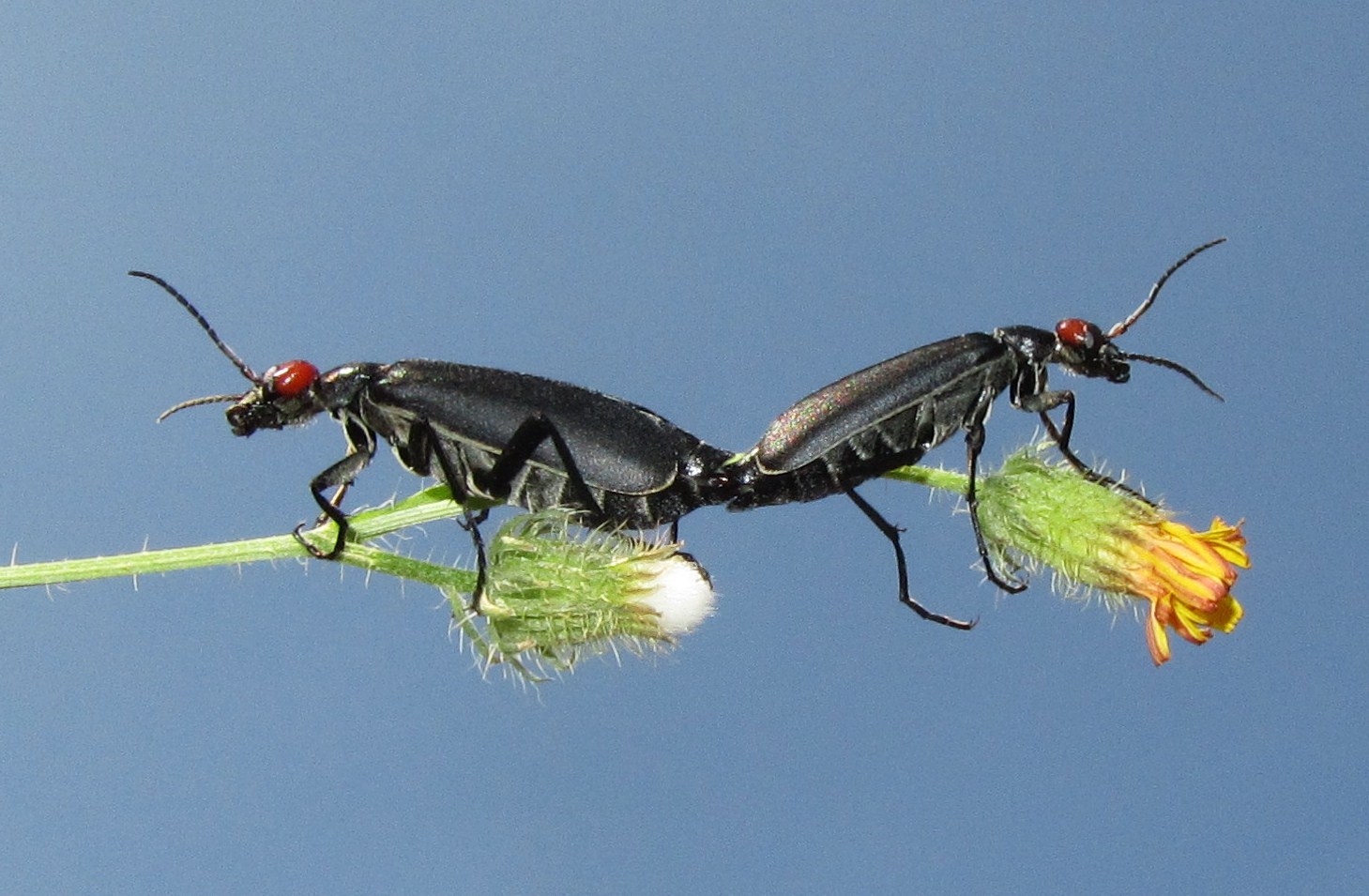 Identificazione: Epicauta rufidorsum