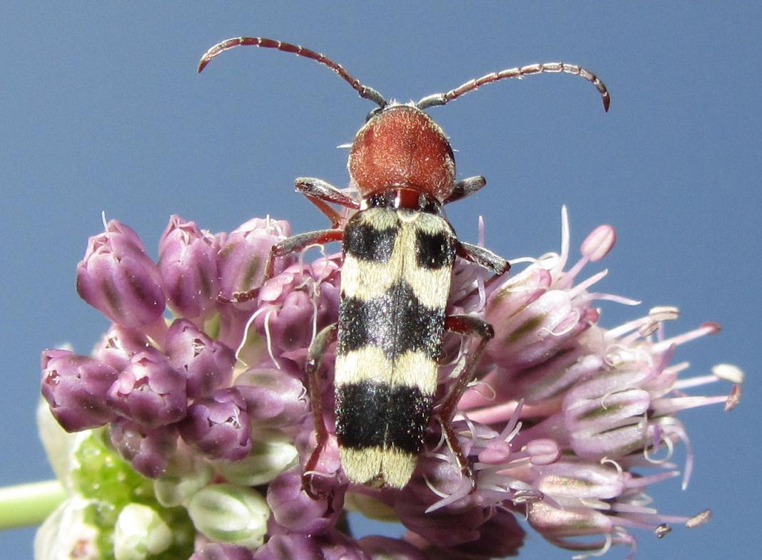 Identificazione Cerambycidae: Chlorophorus trifasciatus