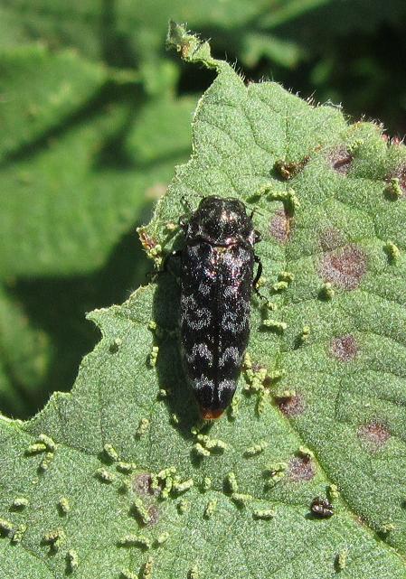 Identificazione buprestide: Coraebus rubi