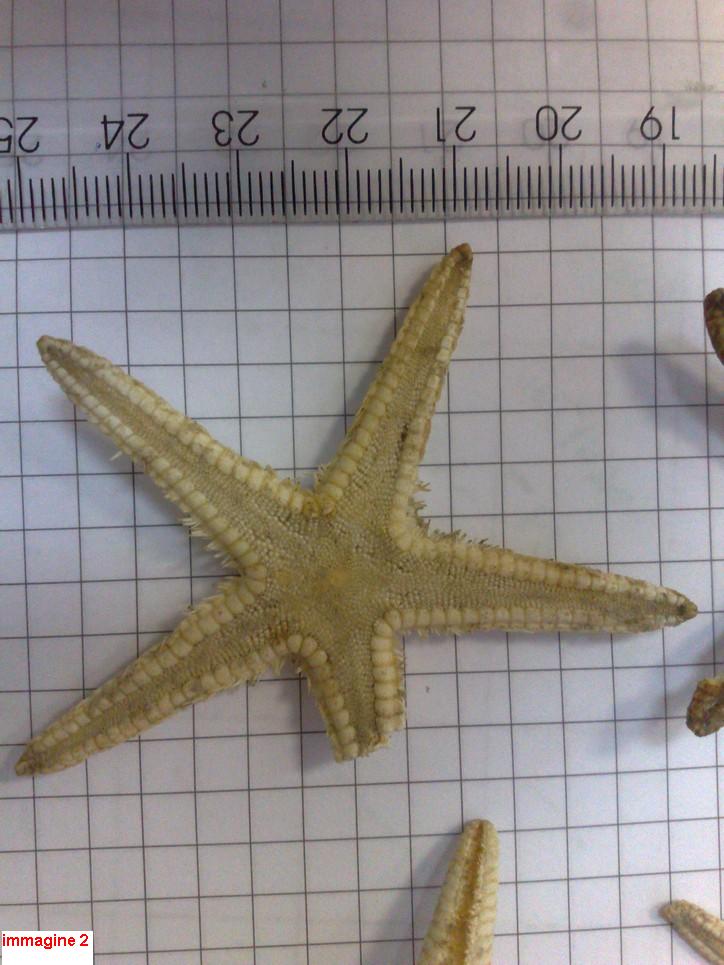 Astropecten sp. - esemplari morti