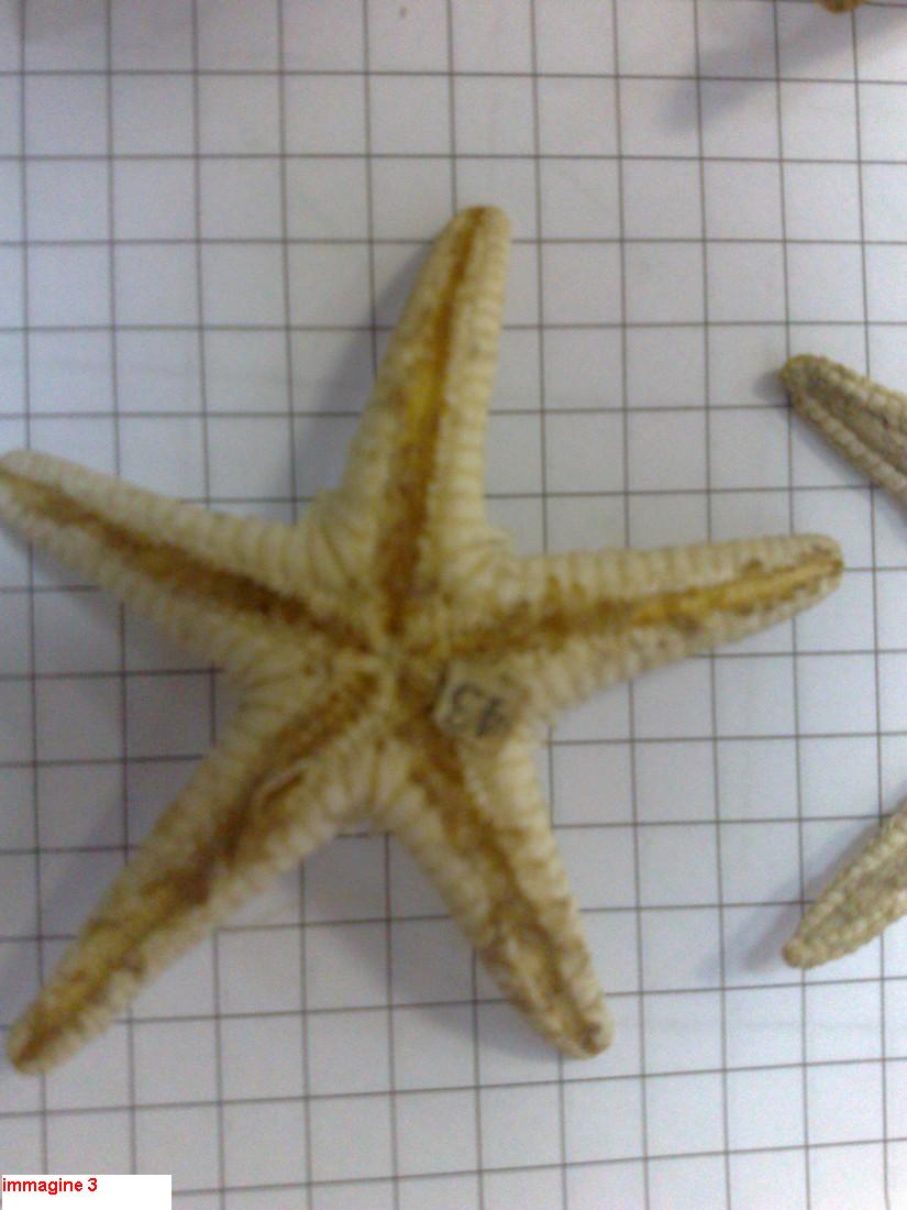 Astropecten sp. - esemplari morti