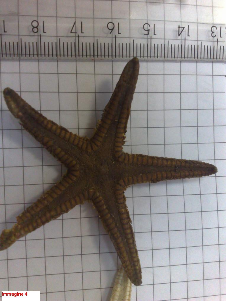 Astropecten sp. - esemplari morti