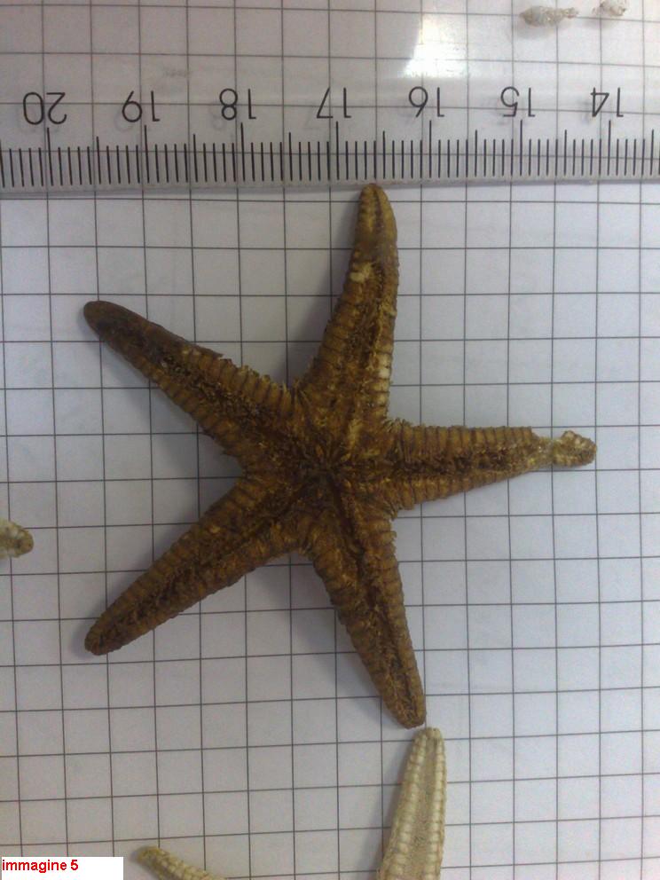 Astropecten sp. - esemplari morti