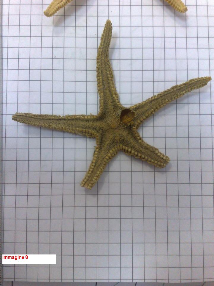 Astropecten sp. - esemplari morti