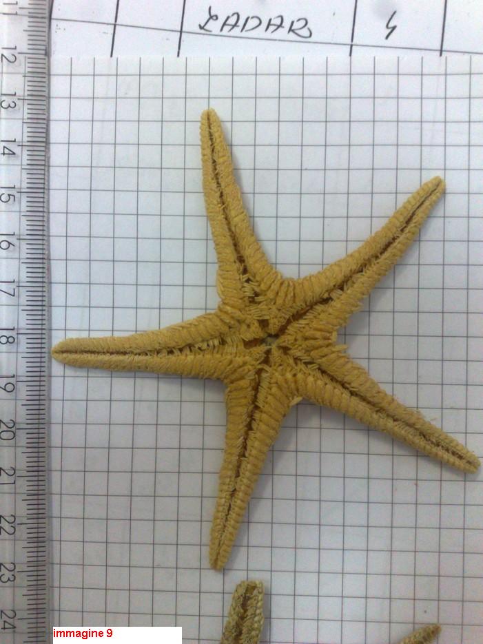 Astropecten sp. - esemplari morti