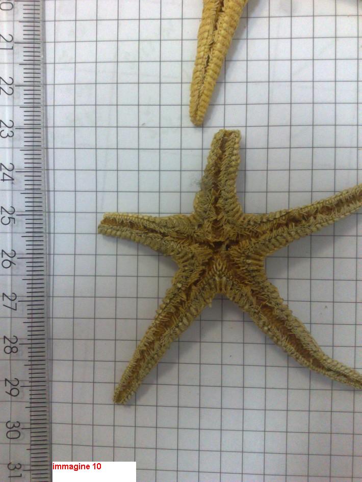 Astropecten sp. - esemplari morti