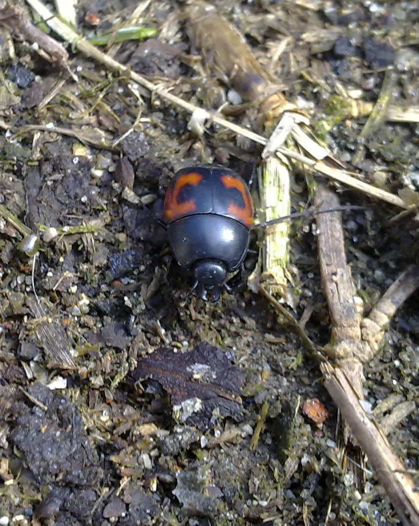 Hister Quadrimaculatus?