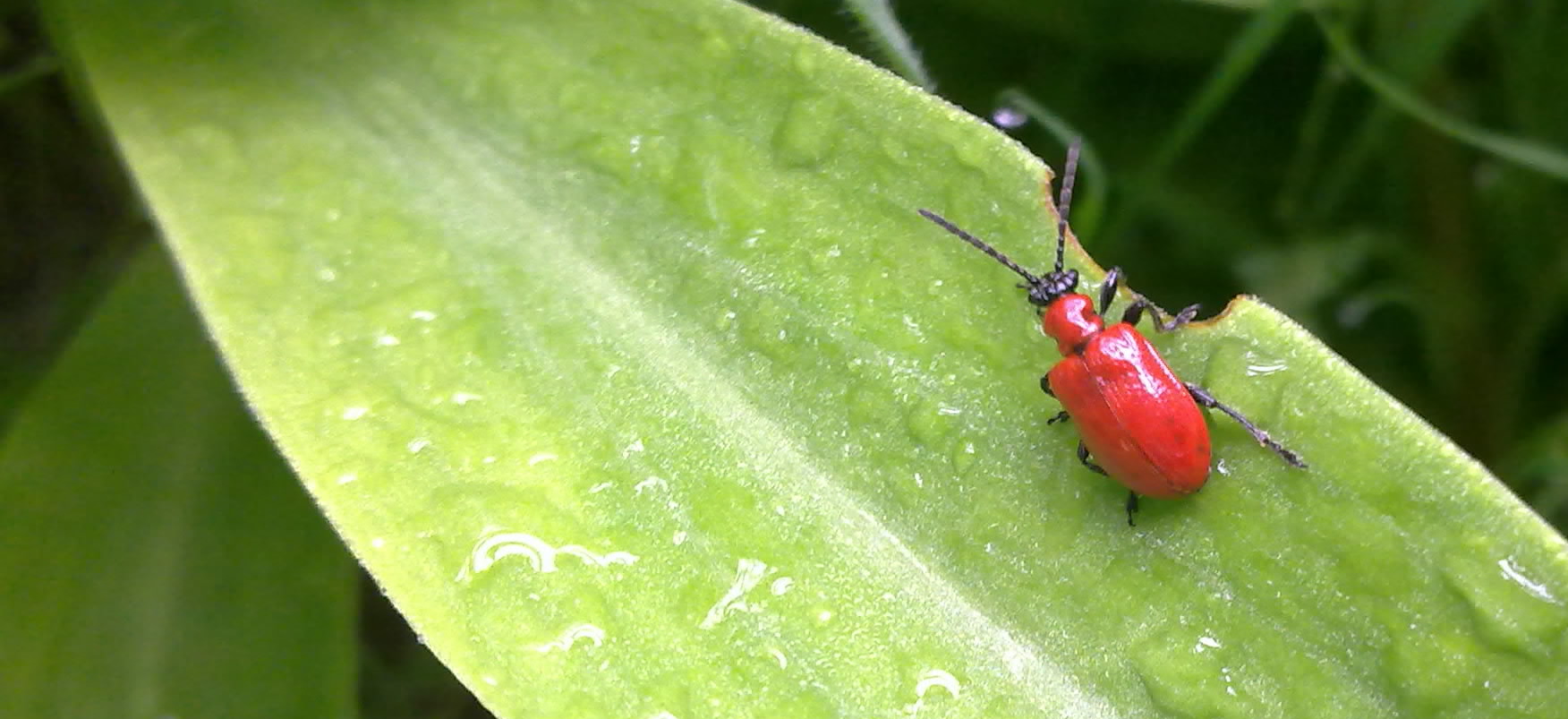 Lilioceris lilii