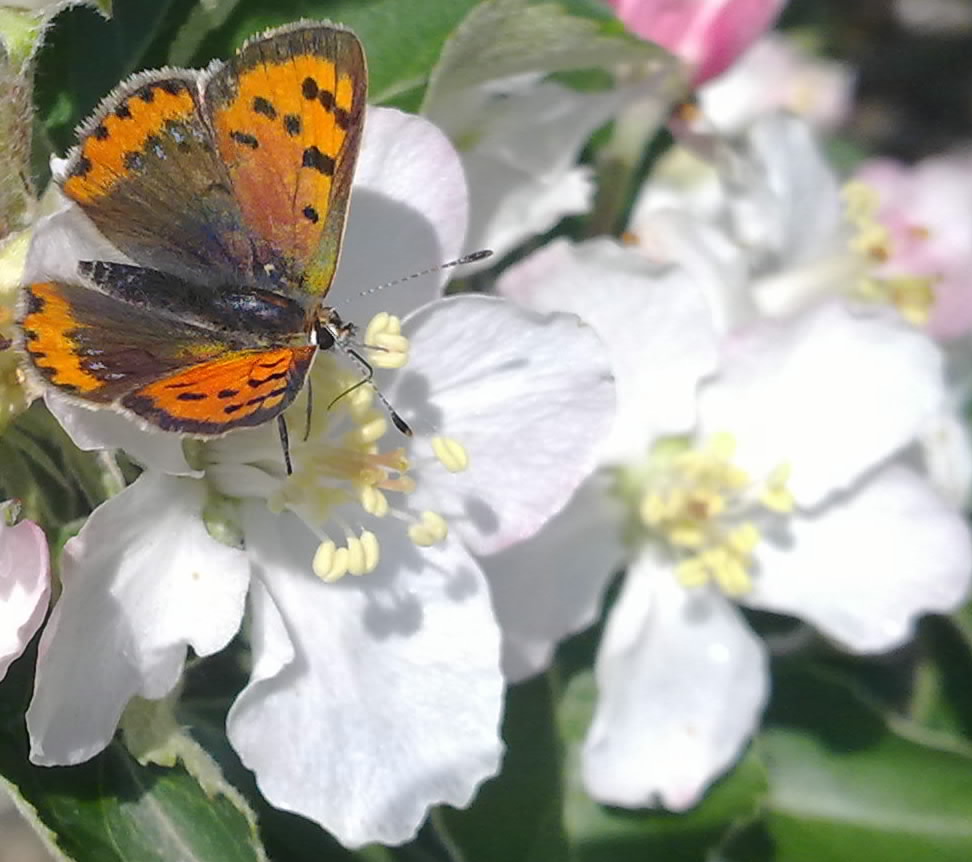 Lycaena phlaeas?