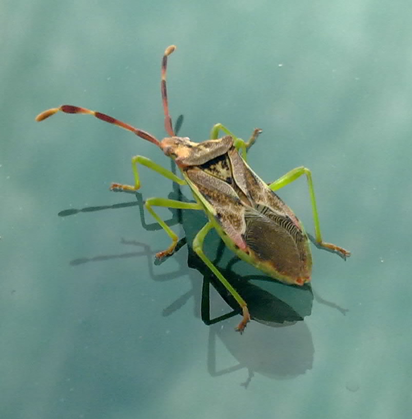 Coreidae: Gonocerus juniperi della prov. di Padova