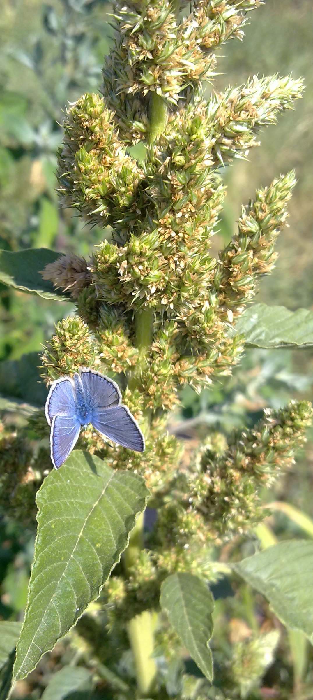 Lycaenidae da identificare