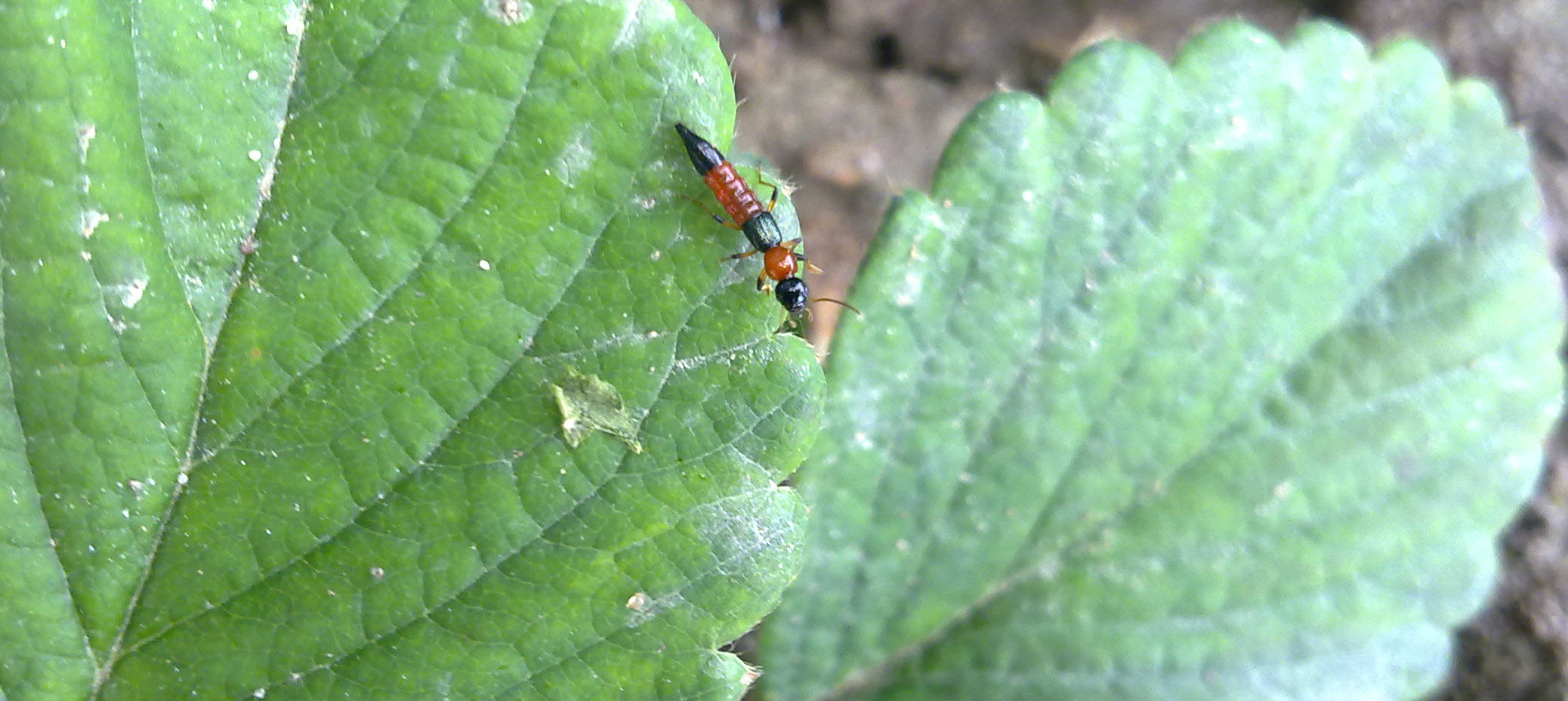 Paederus littoralis???