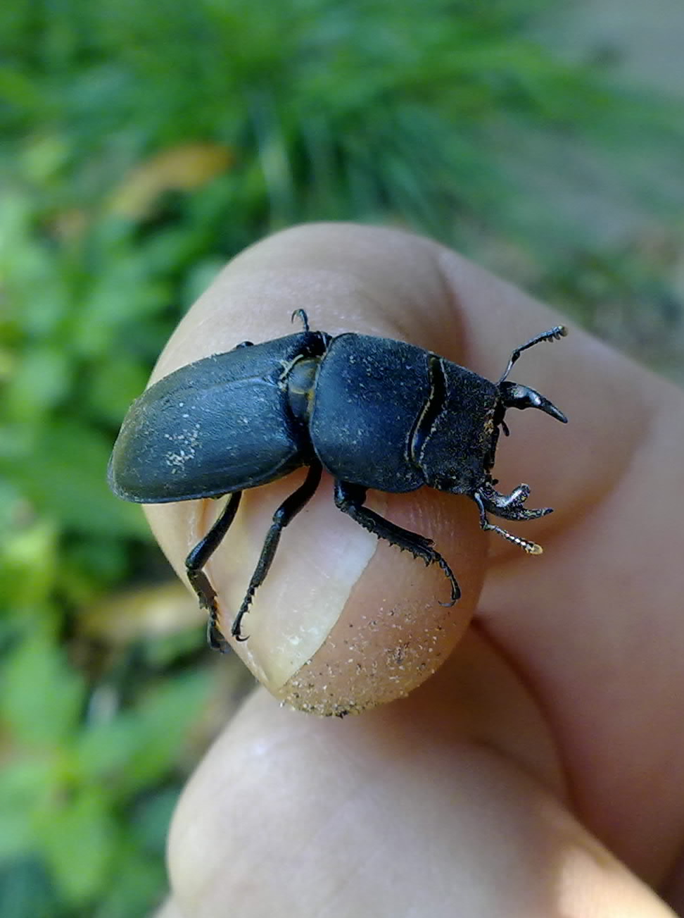 Dorcus parallelepipedus???