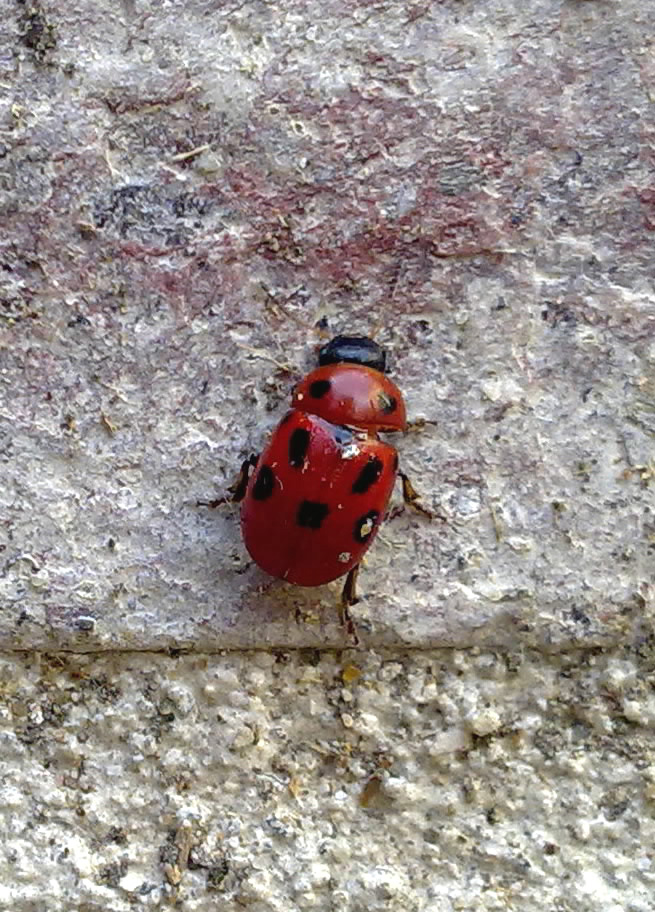 Gonioctena fornicata???