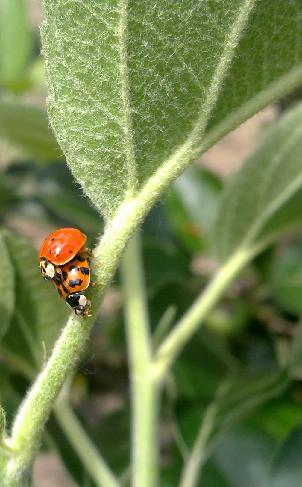 Harmonia axyridis