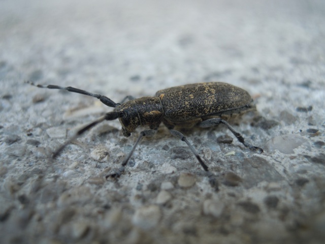 Da identificare