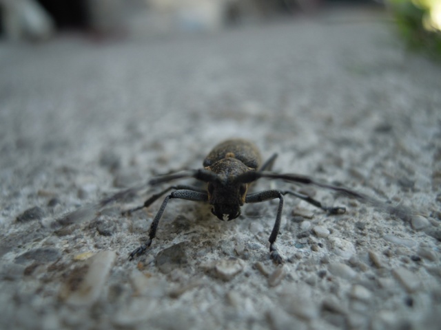 Da identificare