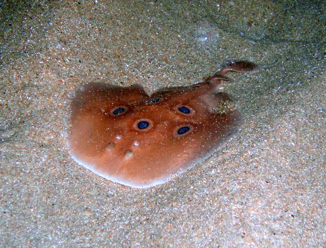 Torpedo torpedo