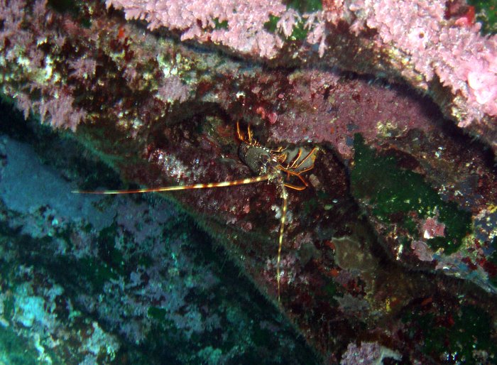 Aragoste Palinurus elephas