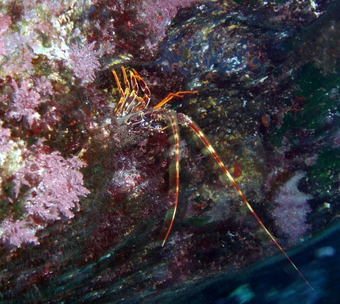 Aragoste Palinurus elephas
