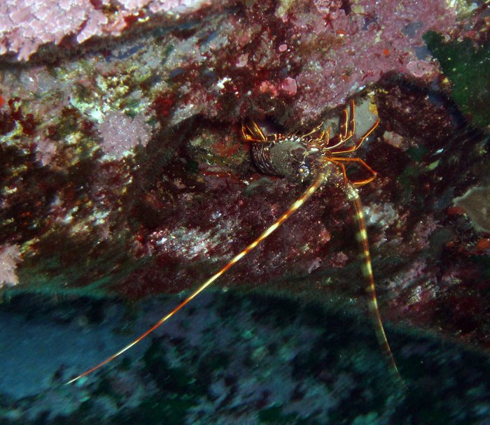 Aragoste Palinurus elephas