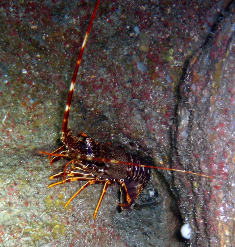 Aragoste Palinurus elephas