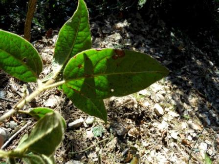 Viburnum tinus L.