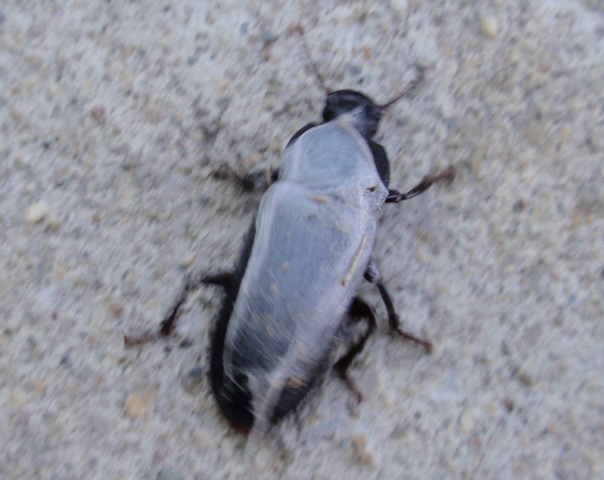 Tenebrionidae coperto di ragnatela