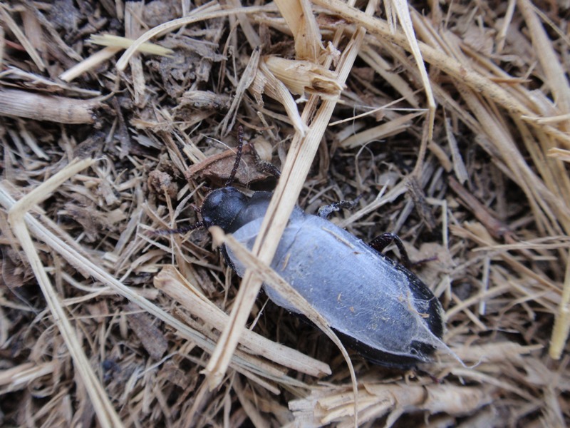 Tenebrionidae coperto di ragnatela