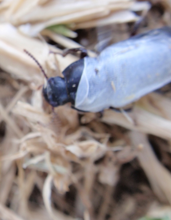 Tenebrionidae coperto di ragnatela