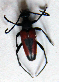 Stictoleptura cordigera cordigera