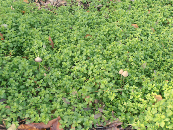 Ritrovamenti.. qualcuno sa dirmi qualcosa a riguardo?