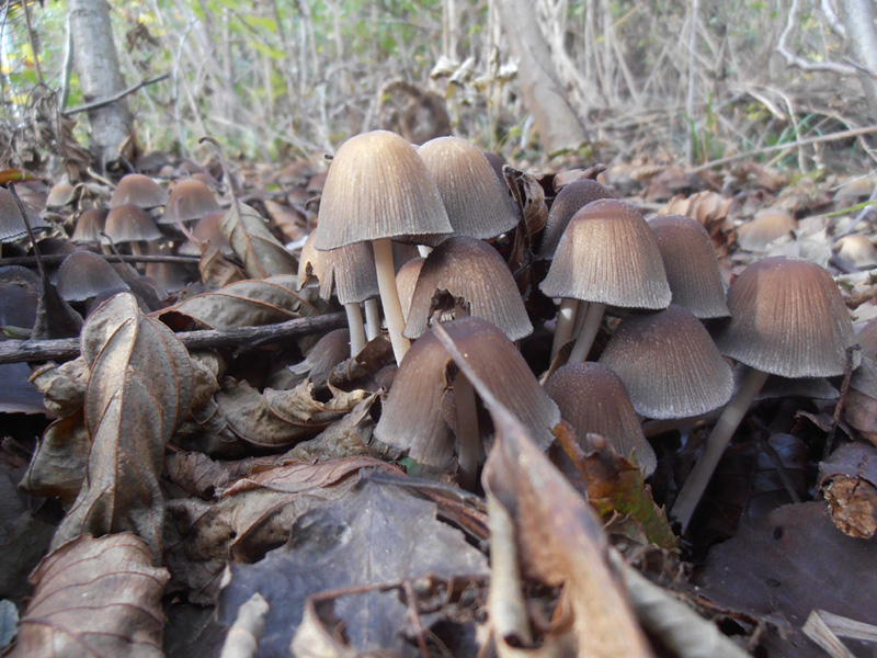 Ritrovamenti.. qualcuno sa dirmi qualcosa a riguardo?