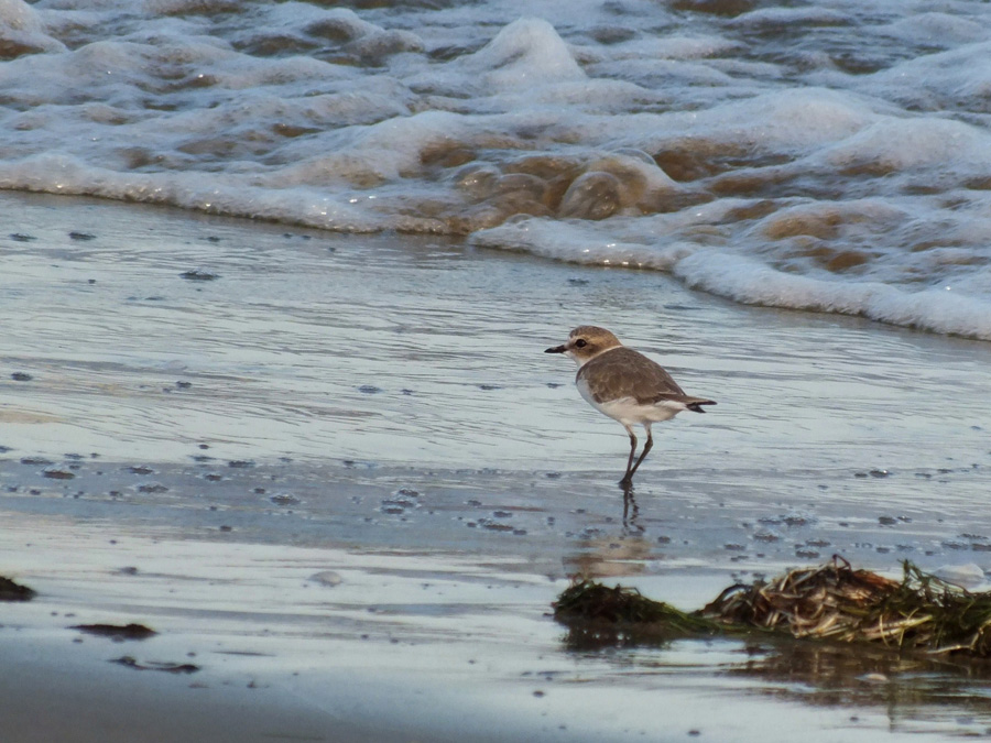 Fratini ( Charadrius alexandrinus )