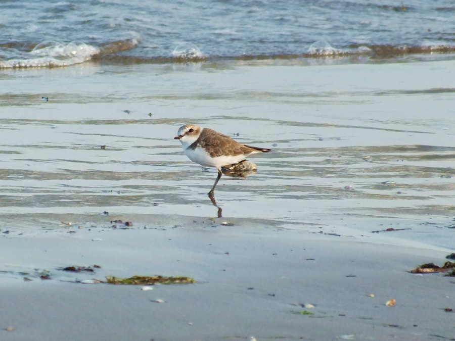 Fratini ( Charadrius alexandrinus )