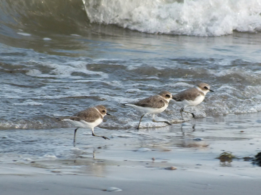 Fratini ( Charadrius alexandrinus )