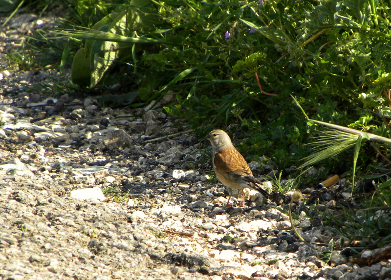Fanello-Carduelis cannabina (foto indecenti)