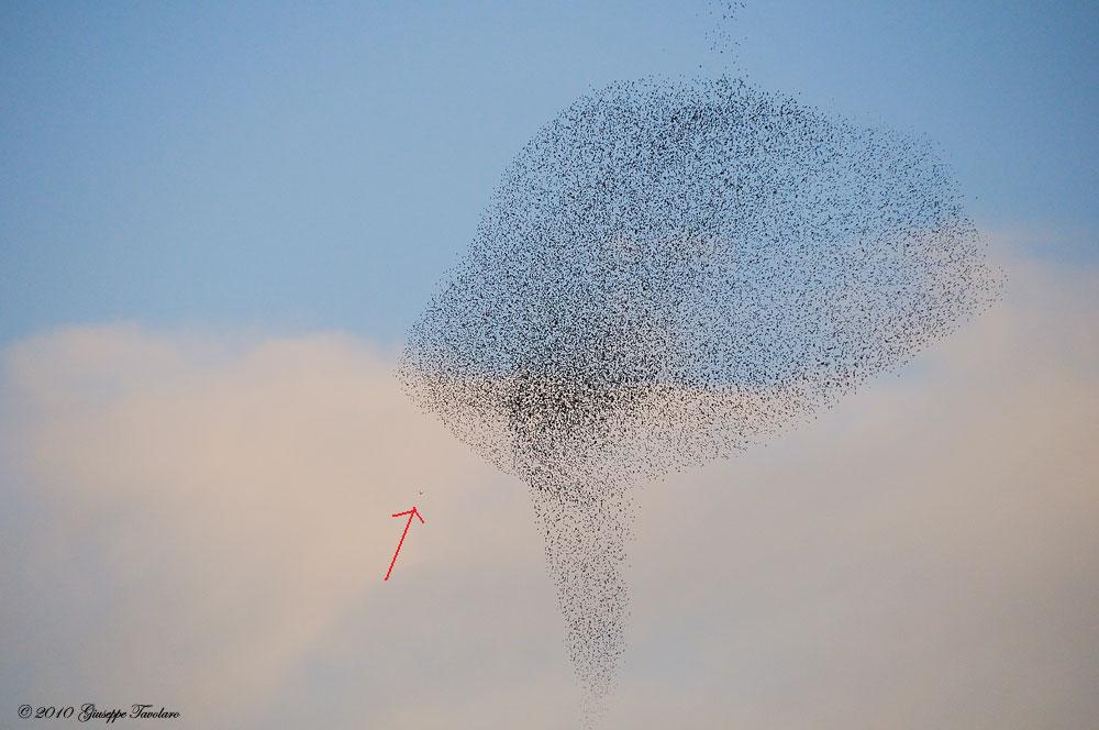 Evoluzioni al tramonto