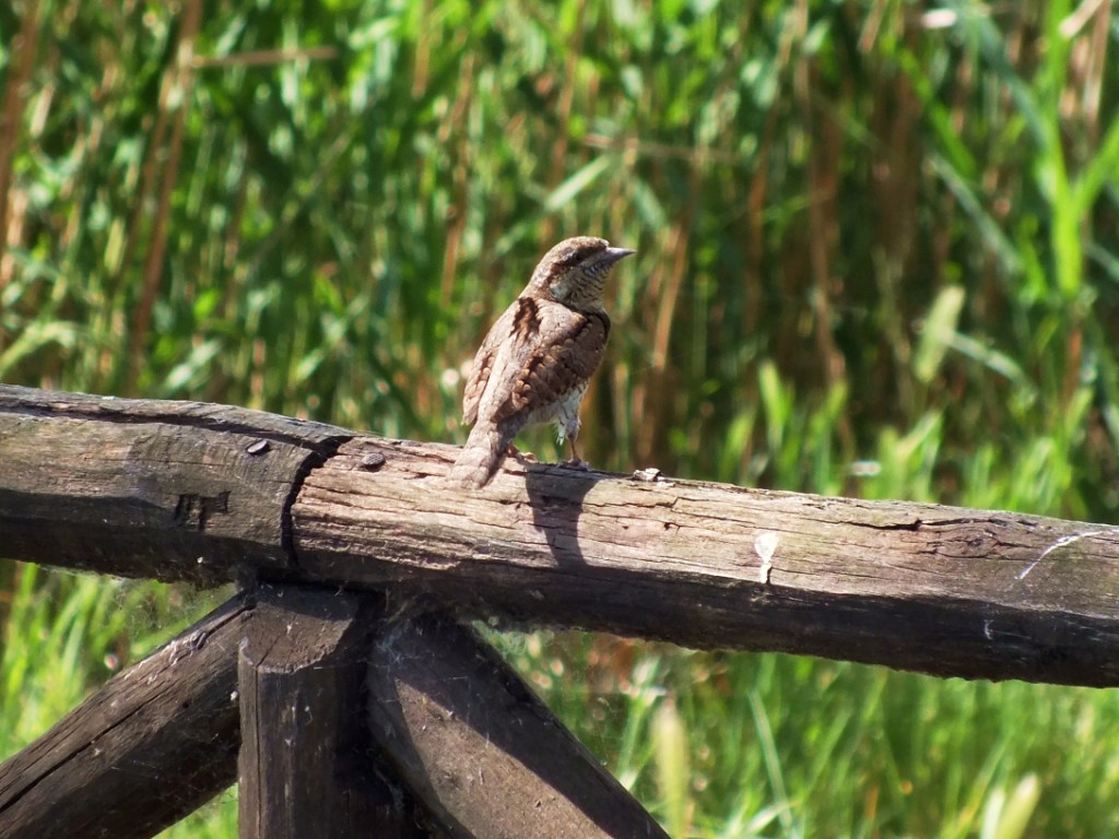 Torcicollo