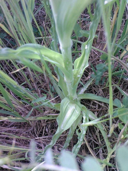 Tragopogon porrifolius