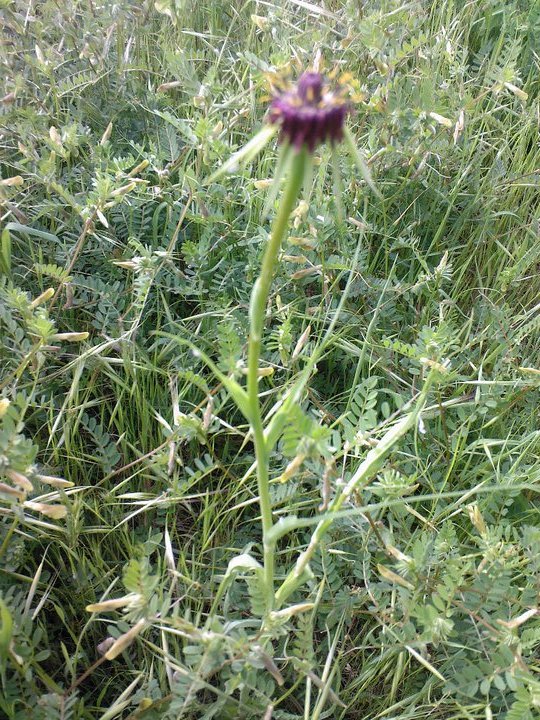 Tragopogon porrifolius