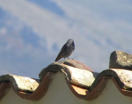 Codirosso spazzacamino