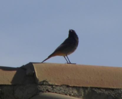 Codirosso spazzacamino