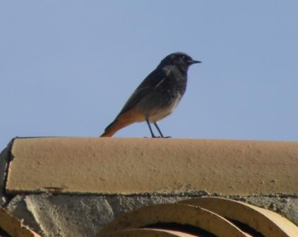 Codirosso spazzacamino