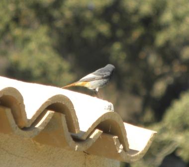 Codirosso spazzacamino