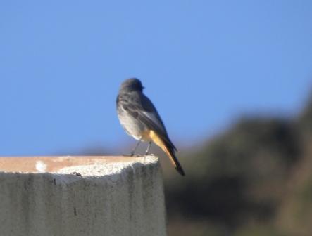 Codirosso spazzacamino