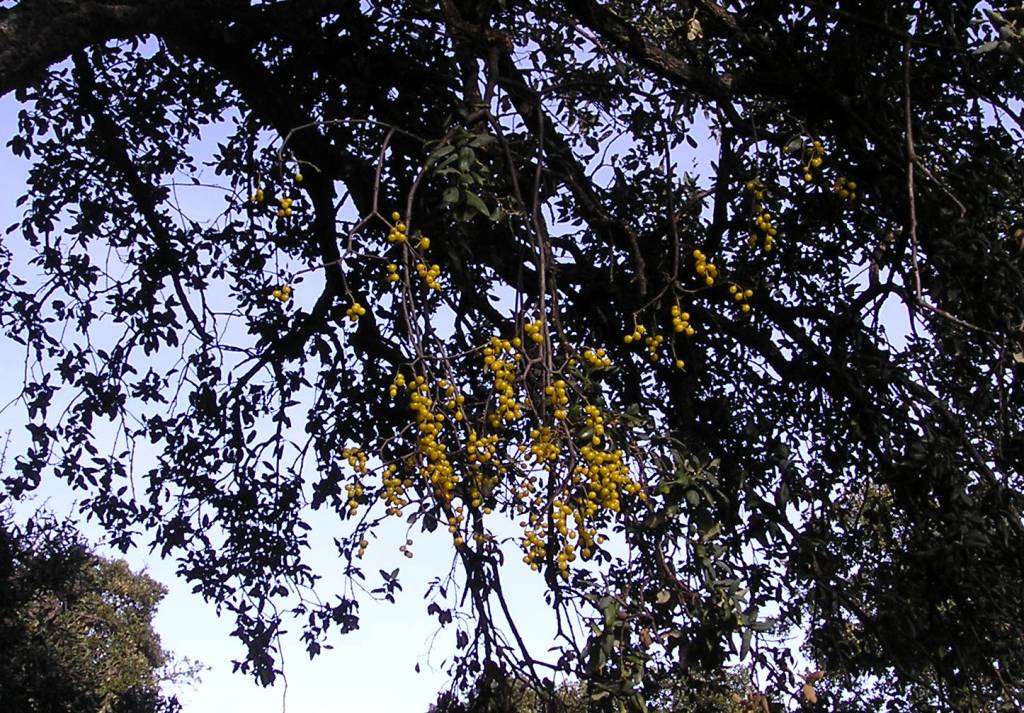 Loranthus europaeus