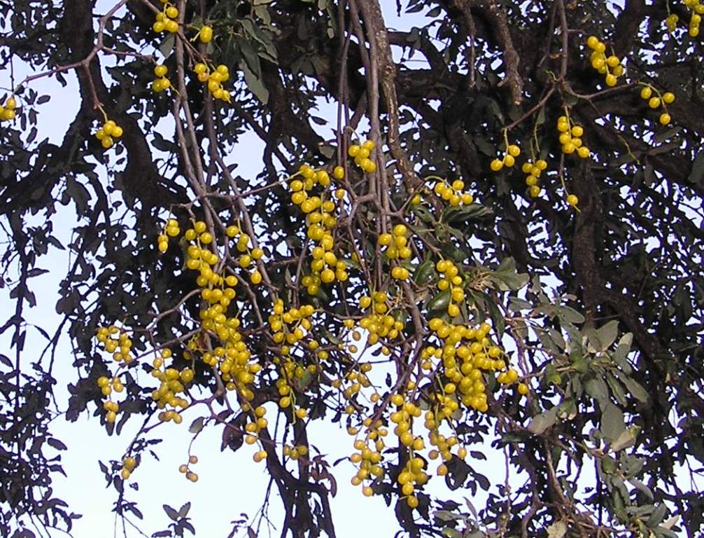 Loranthus europaeus